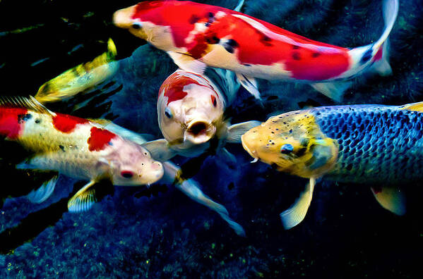 Fish Poster featuring the photograph Koi Quartet by Joseph Hollingsworth