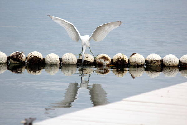 Egret Poster featuring the photograph Looking Glass by Jo Sheehan