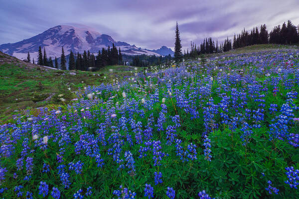 Mt. Rainier Poster featuring the photograph Lupines Dawn by Gene Garnace