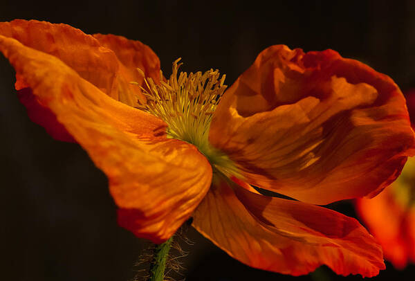 Orange Poster featuring the photograph Orange Poppy by Thomas Hall