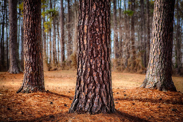 North Carolina Poster featuring the photograph Powerful Pines I by Dan Carmichael