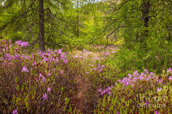 Acadia National Park Poster featuring the photograph Rhodora Bloom in Acadia by Susan Cole Kelly