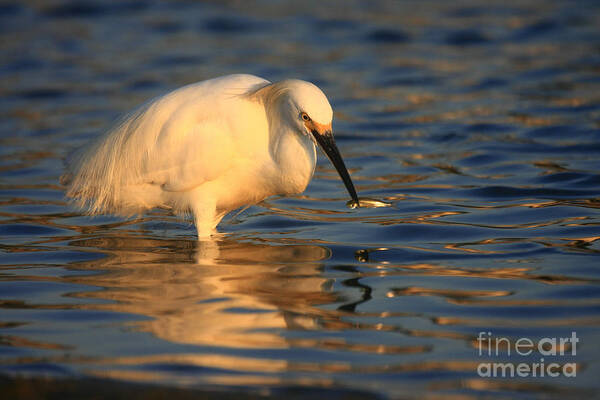 Beach Poster featuring the photograph Snowy Egret Reflections by John F Tsumas