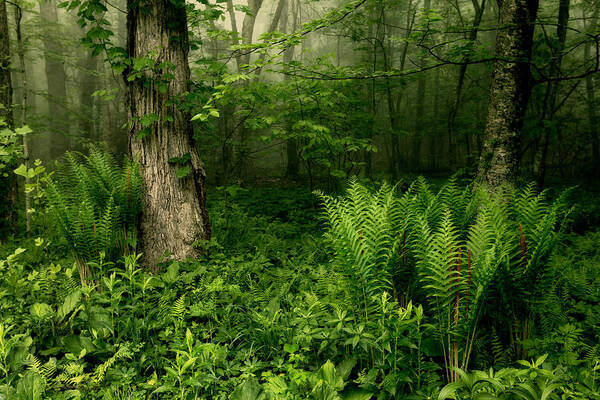 Blue Ridge Parkway Poster featuring the photograph Spring Ferns of the Blue Ridge 1 by Dan Carmichael