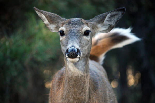 Deer Poster featuring the photograph Swish of the Tail by Rita Kay Adams