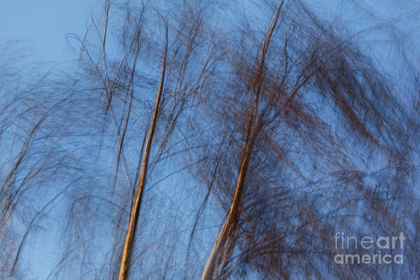 Trees Poster featuring the photograph Talking trees by Casper Cammeraat