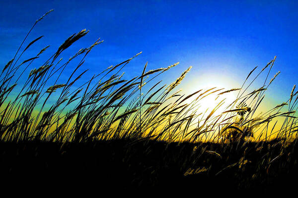 Bill Kesler Photography Poster featuring the photograph Tall Grass by Bill Kesler