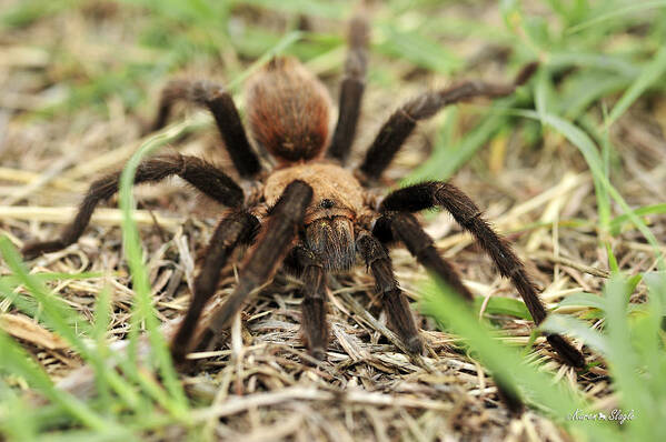 Spider Poster featuring the photograph Tarantula by Karen Slagle