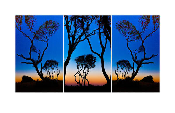 Beach Poster featuring the photograph Triptych Trees Image Art by Jo Ann Tomaselli