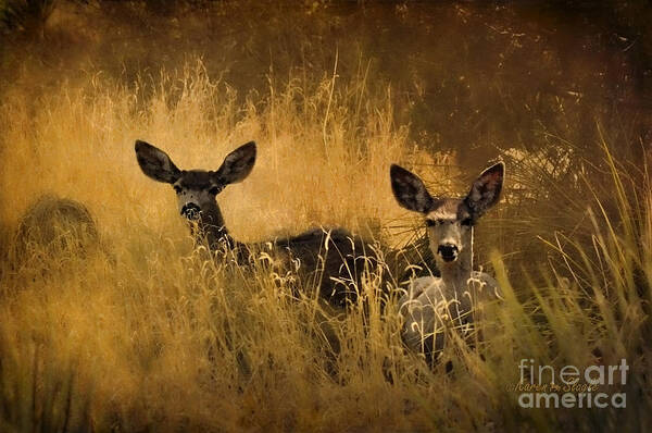Deer Poster featuring the photograph What'cha Lookin' At by Karen Slagle