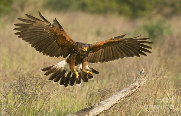 Harris Hawk Poster featuring the photograph Wild Harris Hawk Landing by Dave Welling