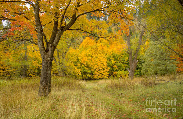 Idaho Poster featuring the photograph Autumn Escape by Idaho Scenic Images Linda Lantzy