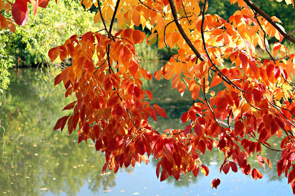 Autumn Poster featuring the photograph Autumn on the Pond by Jo Sheehan