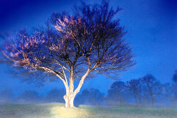 North Carolina Poster featuring the photograph Blue Ridge - Trees in Fog at Night IV by Dan Carmichael
