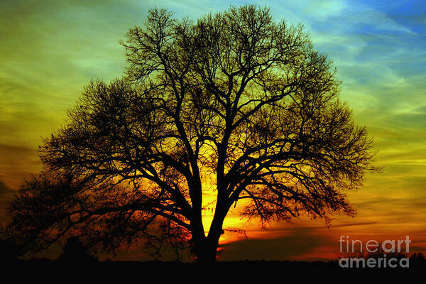Tree Poster featuring the photograph Evening Palette by Benanne Stiens