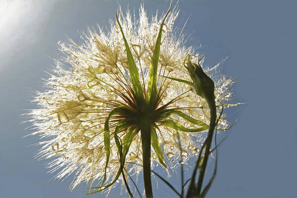 Dandelion Poster featuring the photograph A Dandy New Day by Donna Kennedy