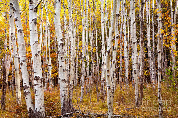 Acadia National Park Poster featuring the photograph Acadia Birch by Susan Cole Kelly