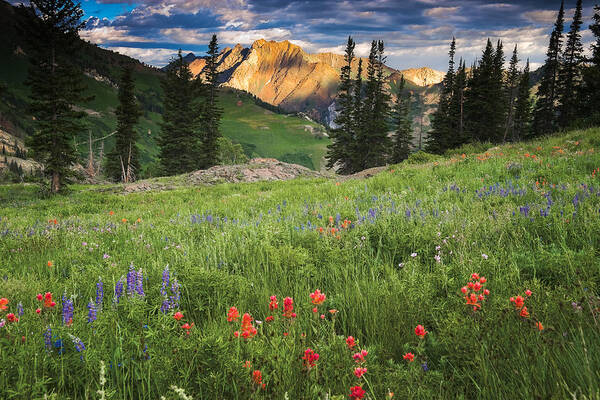 Meadows Poster featuring the photograph Albion Basin Wildflowers by Douglas Pulsipher