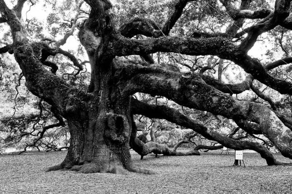 Nature Poster featuring the photograph Angel Oak Tree 2009 Black and White by Louis Dallara
