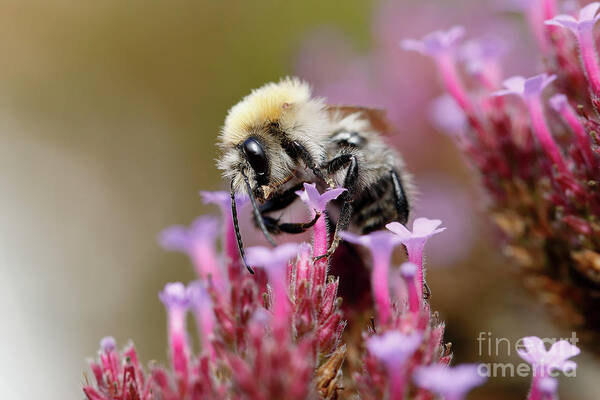 Purpletop Vervain Poster featuring the photograph Bee on a Verbena Bonariensis by Nick Biemans