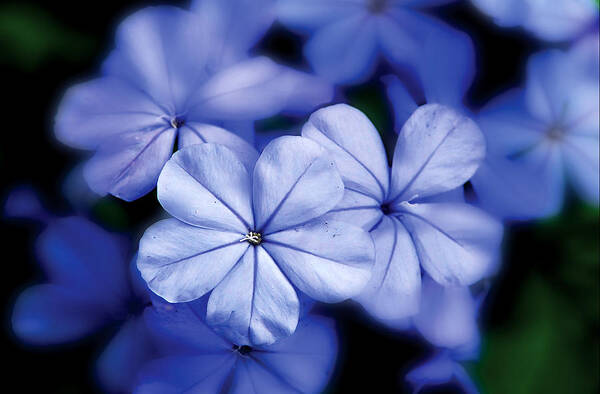 Nature Photography Poster featuring the photograph Blue Flowers by Craig Incardone