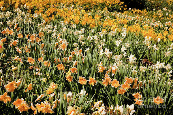 April Poster featuring the photograph Daffodil Stripes by Susan Cole Kelly