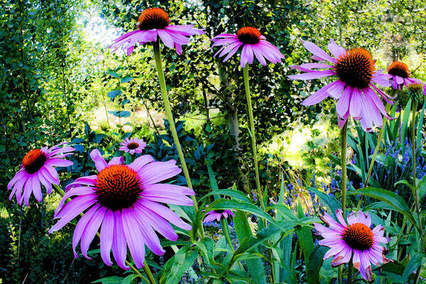 Echinacea Poster featuring the photograph Echinacea Flowers by Neil Pankler