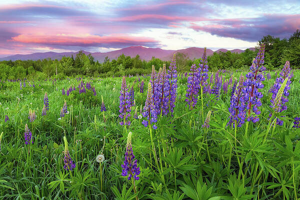 Franconia Notch Poster featuring the photograph Field of Lupine by Robert Clifford