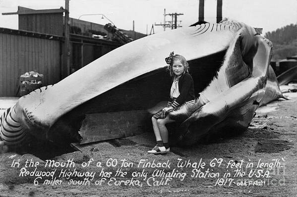 Redwood Highway Poster featuring the photograph Fin Whale 69 feet long at Fields Landing whaling station circa 1945 by Monterey County Historical Society