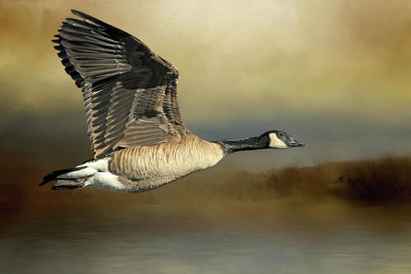 Canada Geese Poster featuring the photograph Follow the Shoreline by Donna Kennedy