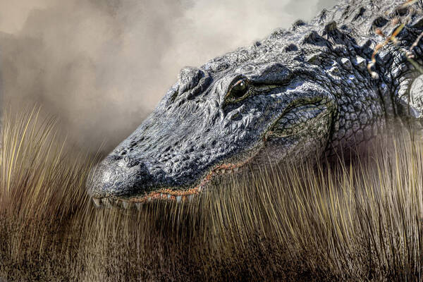 Florida Gator Poster featuring the photograph Gator in the Grass by Donna Kennedy