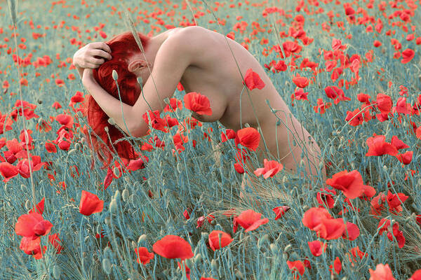 Poppy Field Poster featuring the photograph Hot cold contrast 2 by Floriana Barbu