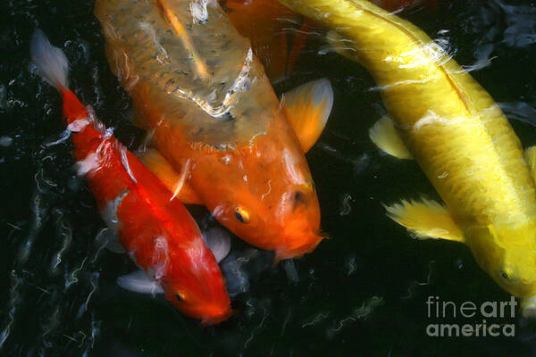 Koi Poster featuring the photograph koi by Lisa Redfern