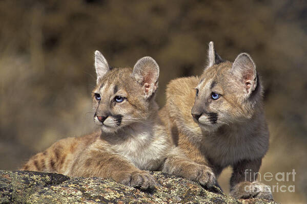 Mountain Lion Poster featuring the photograph Mountain Lion Cubs on Rock Outcrop by Dave Welling