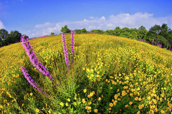 Blue Ridge Poster featuring the photograph Mountain Of Summer Flowers In The Blue Ridge by Dan Carmichael