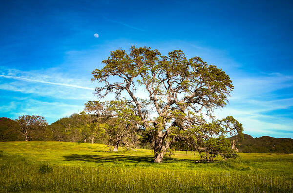 Agriculture Poster featuring the photograph Oak Tree Green Meadow Moon Rising by Connie Cooper-Edwards