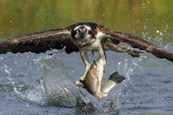 Osprey Poster featuring the photograph Osprey Catching Trout by Scott Linstead