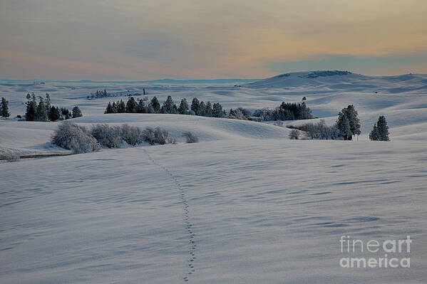 Foot Prints Poster featuring the photograph Palouse Tracks by Idaho Scenic Images Linda Lantzy