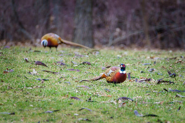 Ring-necked Poster featuring the photograph Pheasant Pair by Wild Fotos