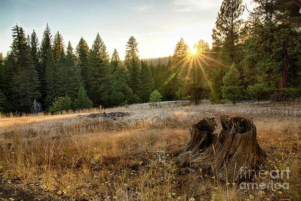 Central Idaho Poster featuring the photograph Ponderosa Sunset by Idaho Scenic Images Linda Lantzy