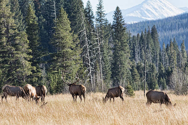 2014 October Poster featuring the photograph Rocky Mountain Elk Herd by Bill Kesler
