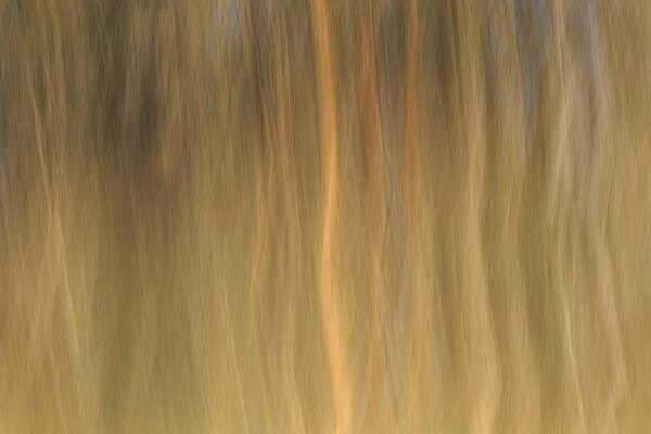 Abstract Poster featuring the photograph Shimmering Trees in Abstract by Cheryl Day