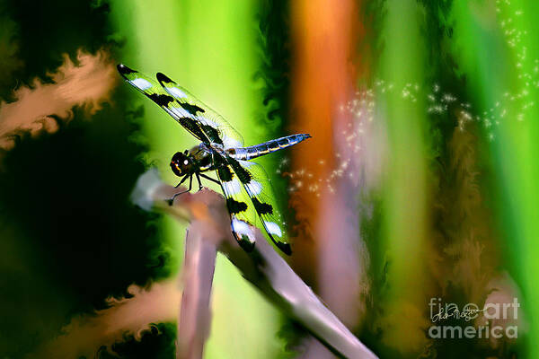 Dragonfly Poster featuring the photograph Striped Dragonfly by Lisa Redfern