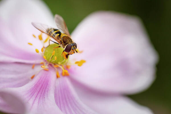 Syrphus Poster featuring the photograph Syrphus Ribesii Hoverfly on Flower by Rick Deacon