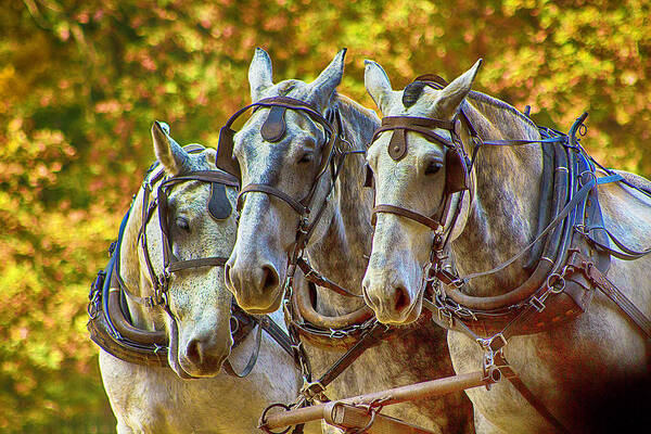 Horses Poster featuring the photograph Teamwork by Kevin Senter