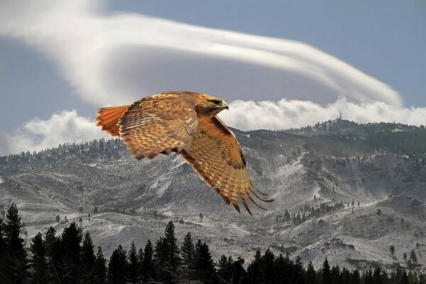 Red Tail Hawk Poster featuring the photograph Windy Flight by Donna Kennedy