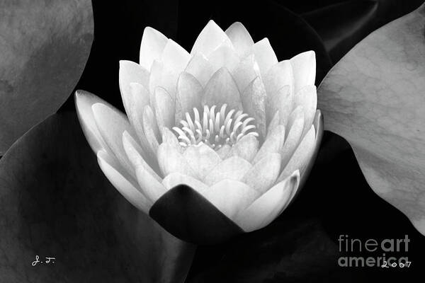 Waterlily Poster featuring the photograph Rising Zen by John F Tsumas