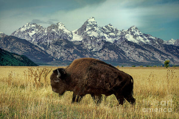 Dave Welling Poster featuring the photograph Adult Bison Bison Bison Wild Wyoming by Dave Welling