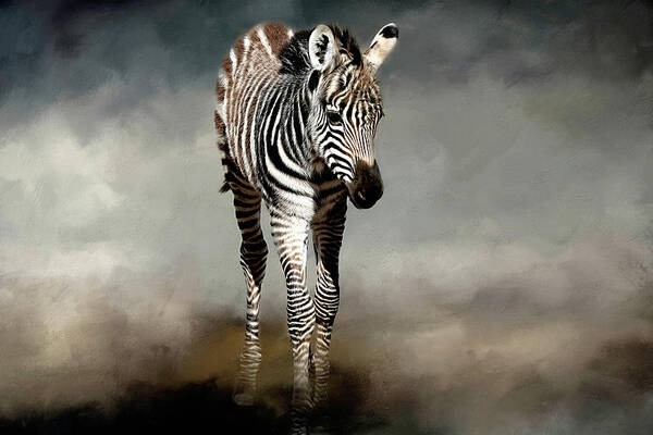 Zebra Poster featuring the photograph Baby Stripes by Donna Kennedy