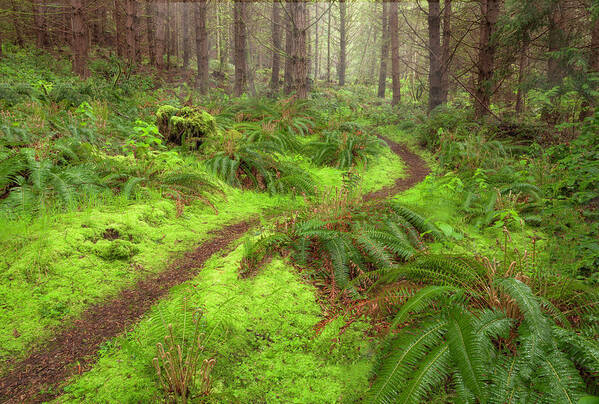 British Columbia Poster featuring the photograph Forest Path by Jacqui Boonstra